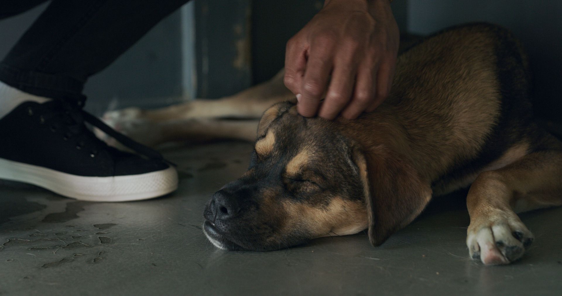 Person petting a dog lying on a gray floor. The dog has brown and black fur and is closing its eyes.