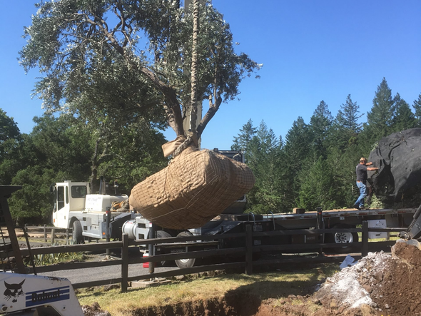 Crane being used for landscape construction