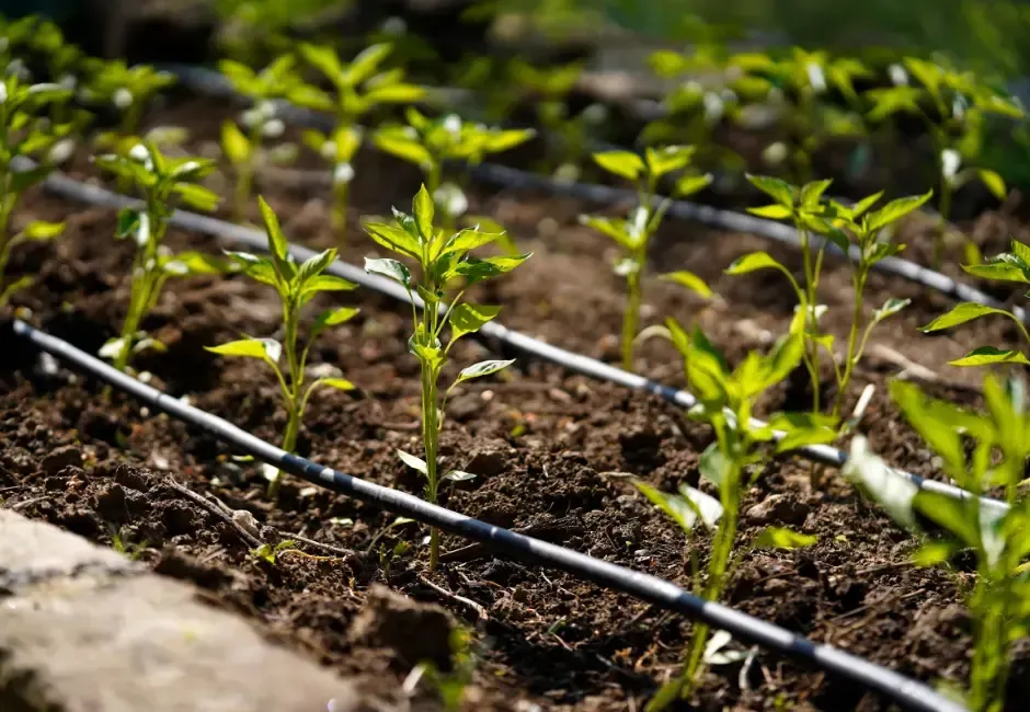 Young pepper plants in a garden bed with drip irrigation lines.
