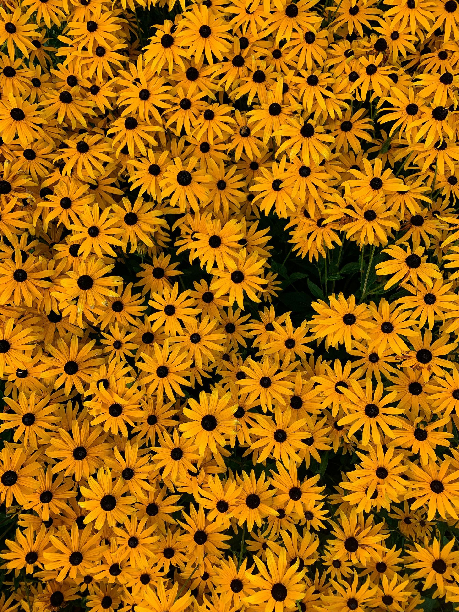 Field of yellow and black-eyed Susan flowers in full bloom.