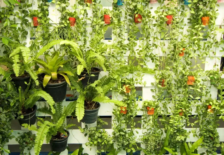 Green vertical garden with hanging plants in black and orange pots on a white lattice wall.