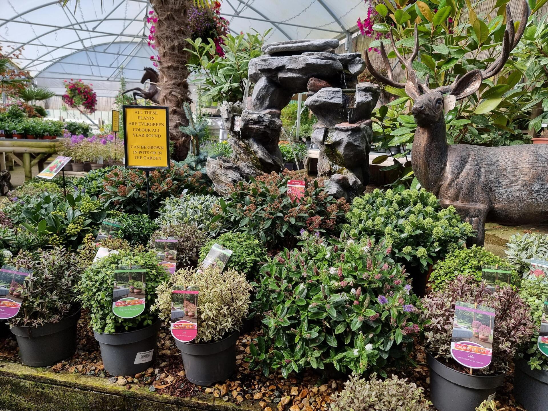 Garden Centre, Nursery and Coffee Shop Moulton Nurseries Norwich
