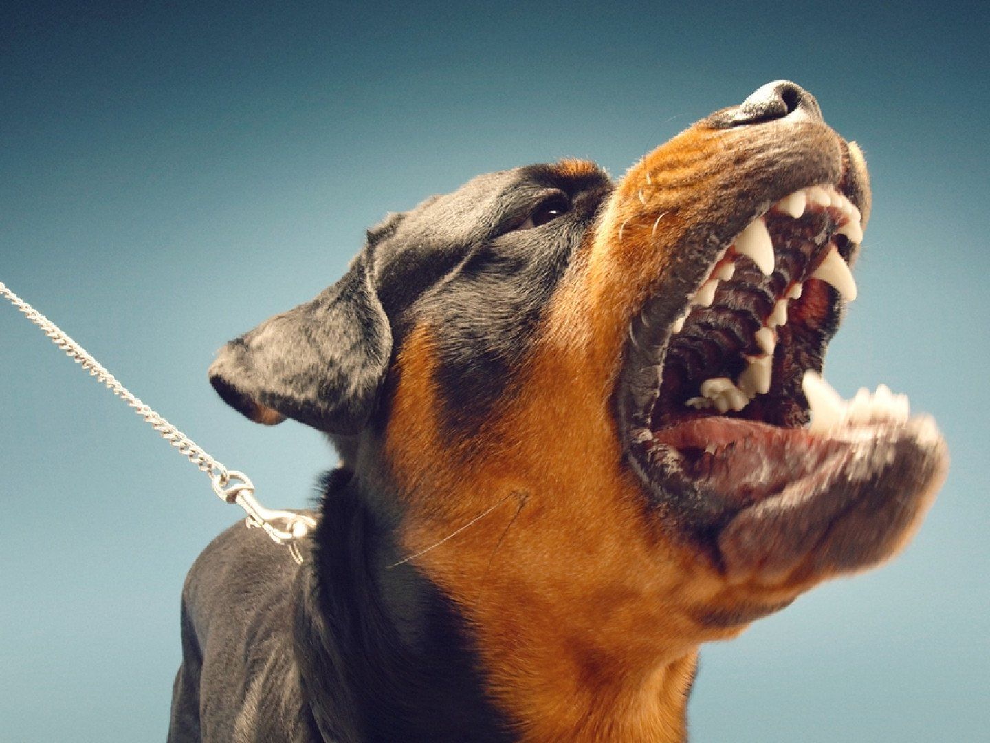 Dog Bites