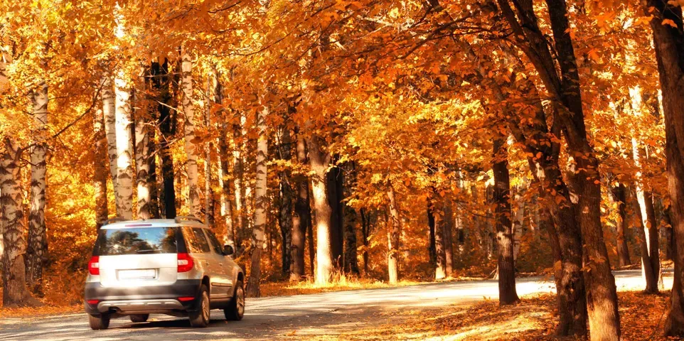 Car Driving In The Forest — Camp Douglas, WI — C. L. Chase 24 Hour Towing & Recovery