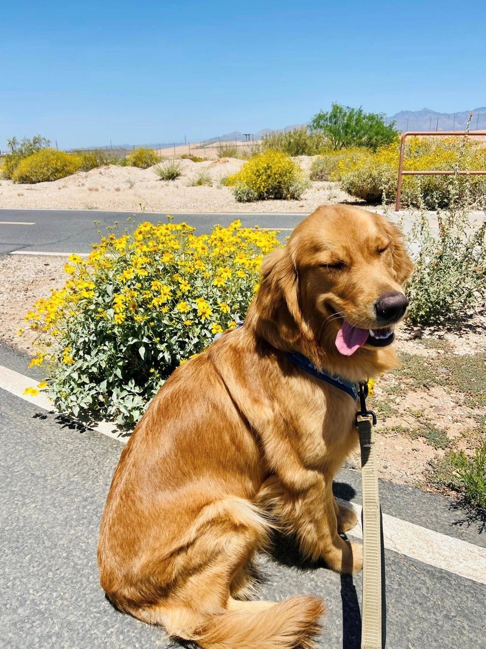 Professional Pet Sitting Tucson, AZ Paws & Tails