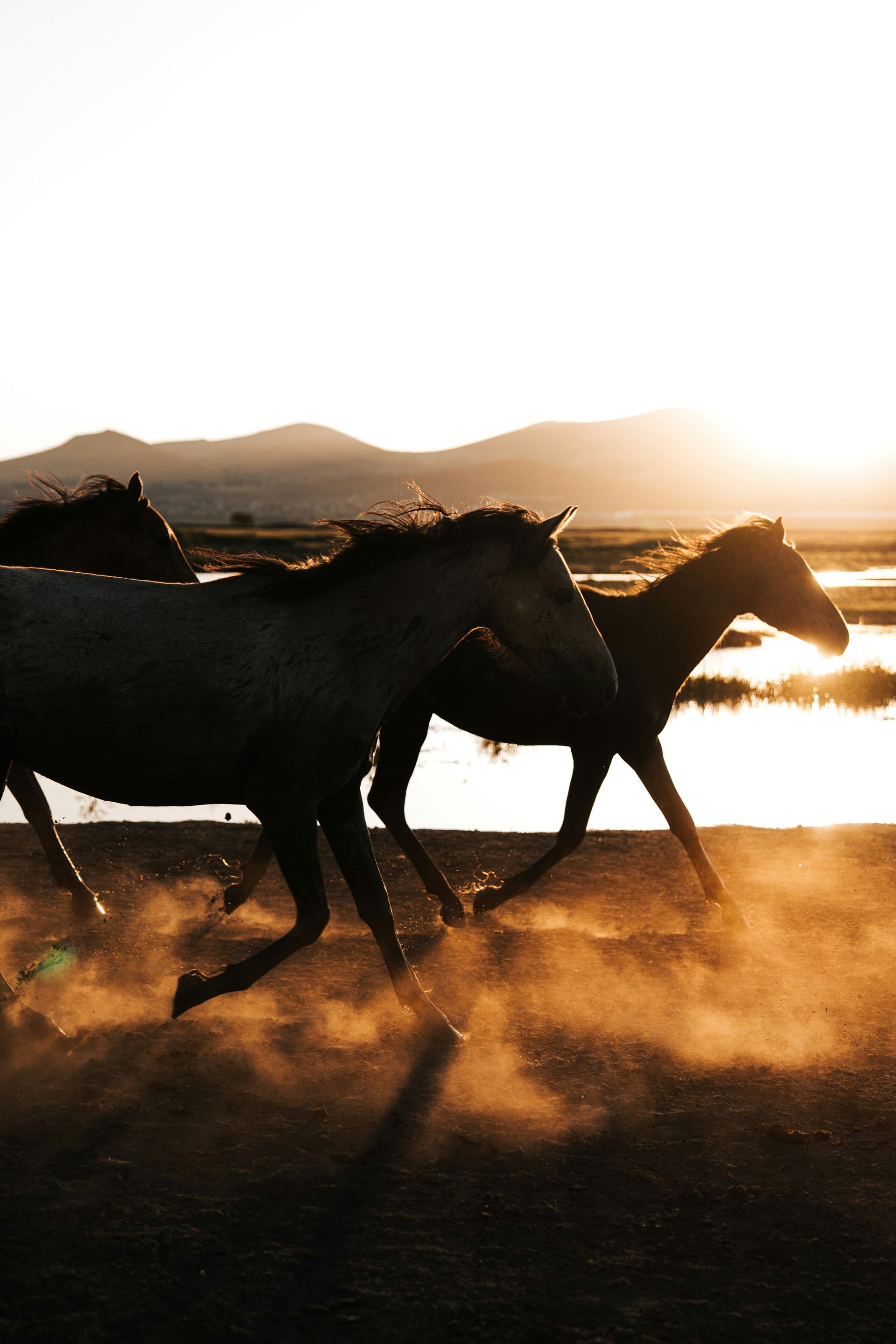 A herd of horses running near a body of water