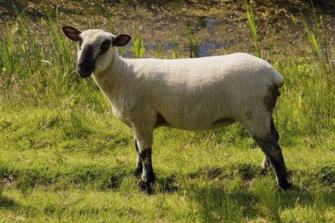 unique breed of sheep