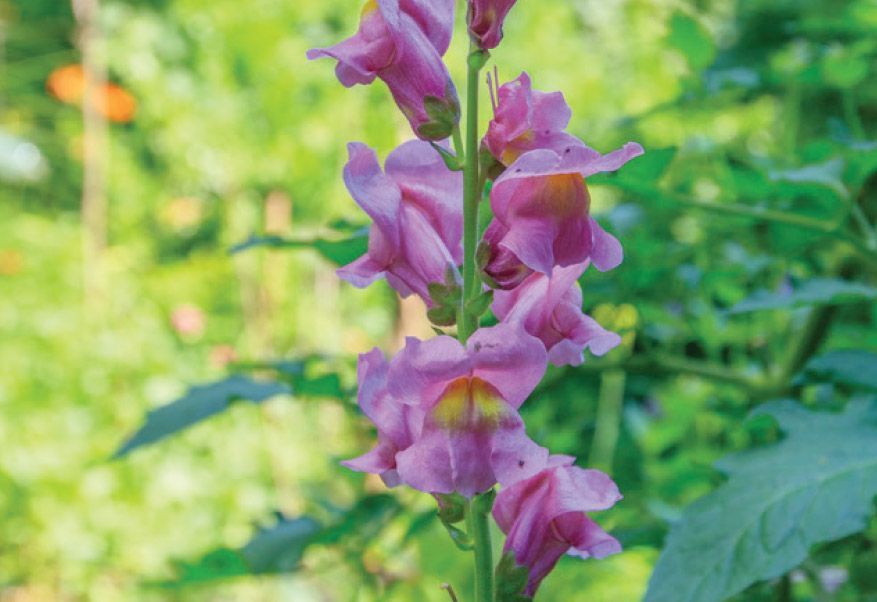A close up of a purple flower with green leaves in the background.