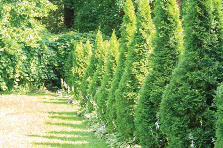 A row of green trees along a path in a park.