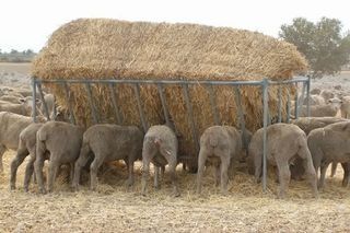 A herd of sheep are eating hay from a hay feeder.