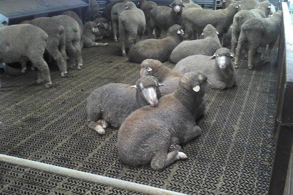 A herd of sheep laying on a carpeted floor