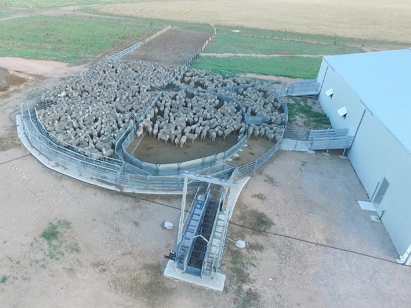 A man is standing next to a herd of sheep in a pen