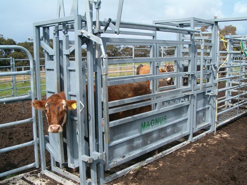 A brown cow is standing in a fenced in area.
