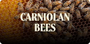 Carniolan bees on a honeycomb, with the text 