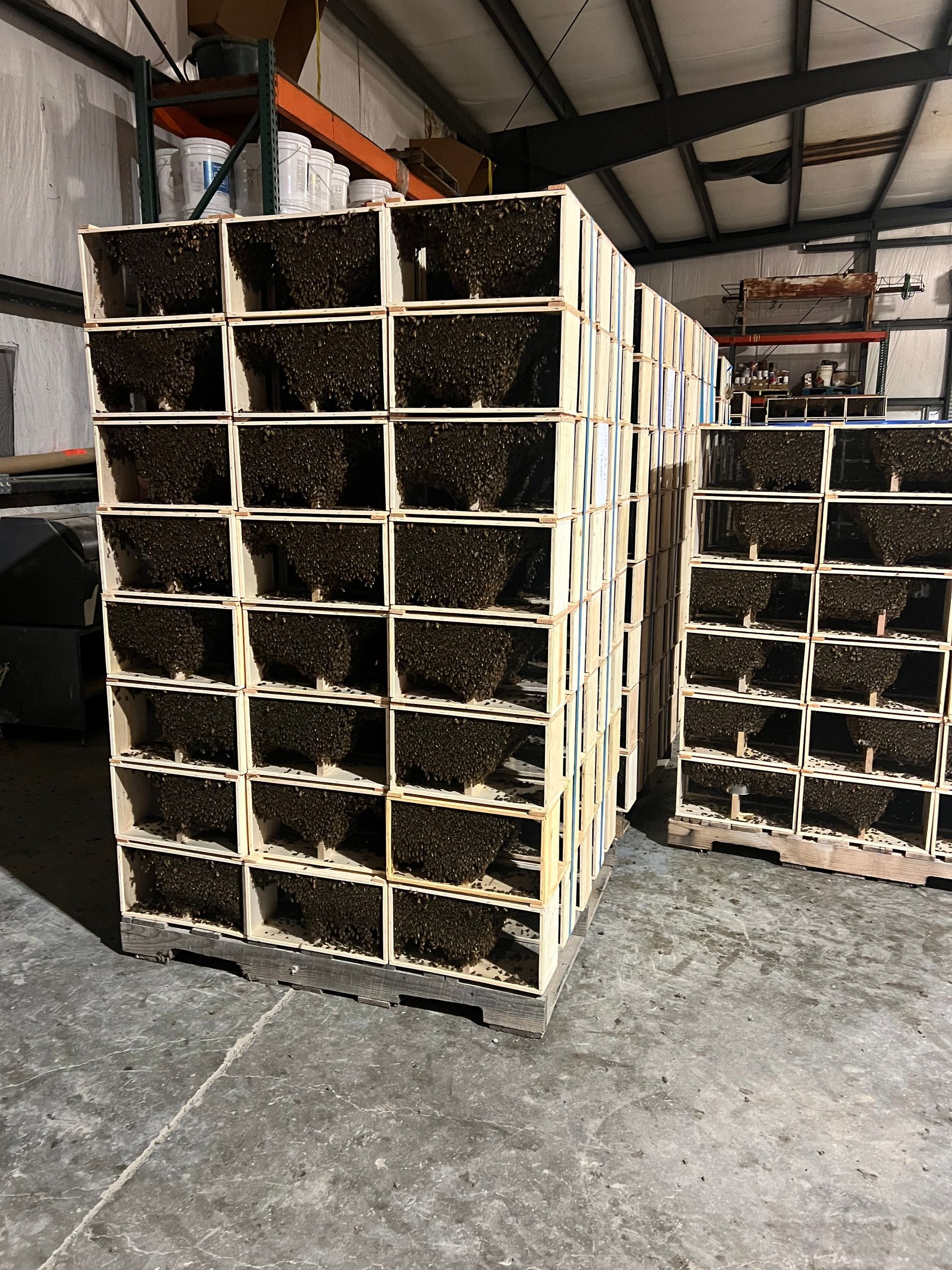 Bees swarming around white plastic crates on the ground; a person in blue jeans and boots is nearby.