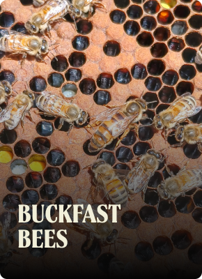 Bees on a honeycomb with