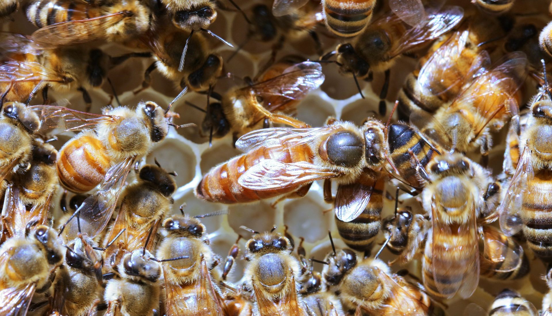 A honeybee queen with a prominent abdomen surrounded by worker bees on a honeycomb.