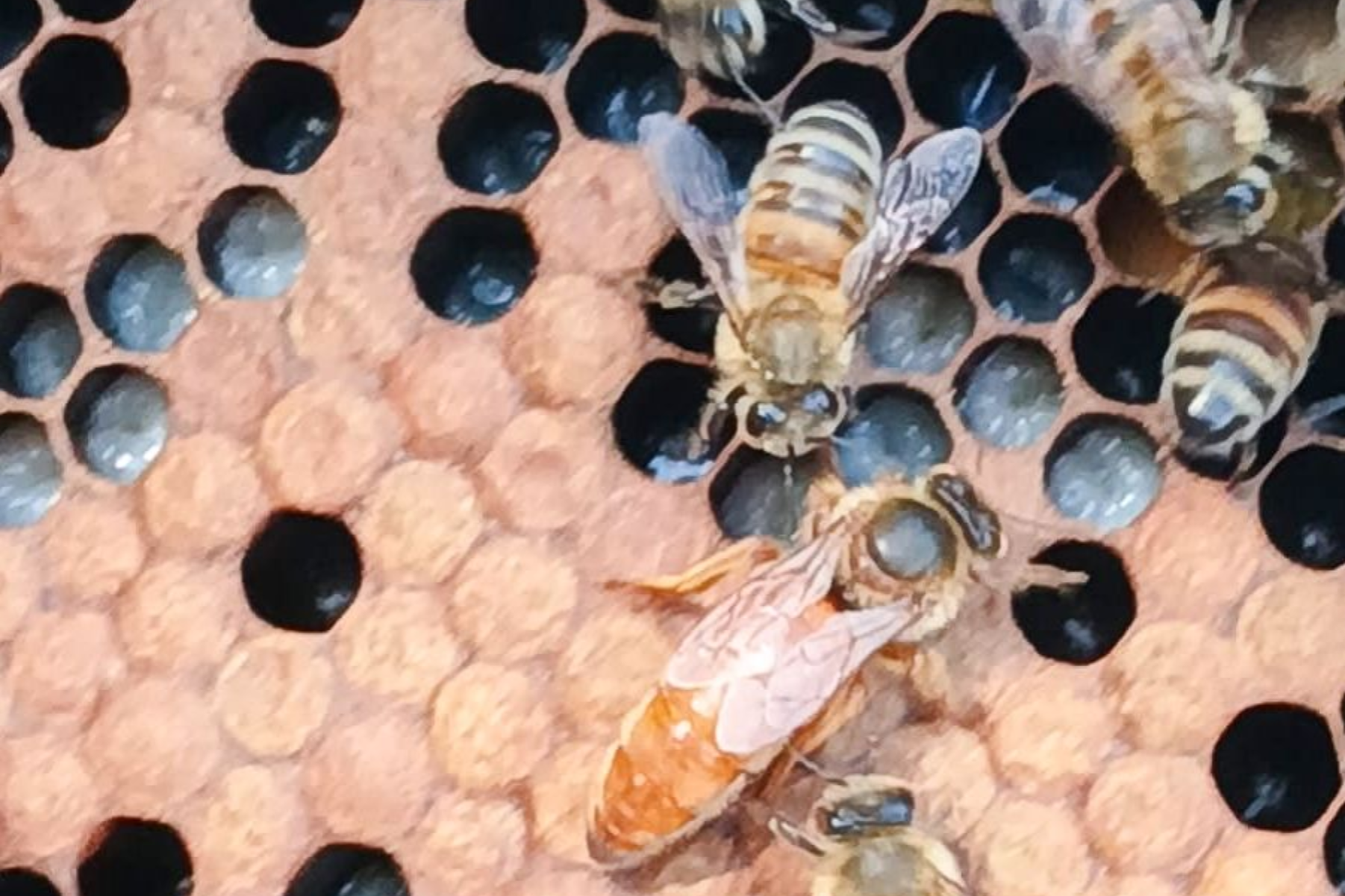 A honeybee queen, marked with orange paint, surrounded by worker bees on a honeycomb.