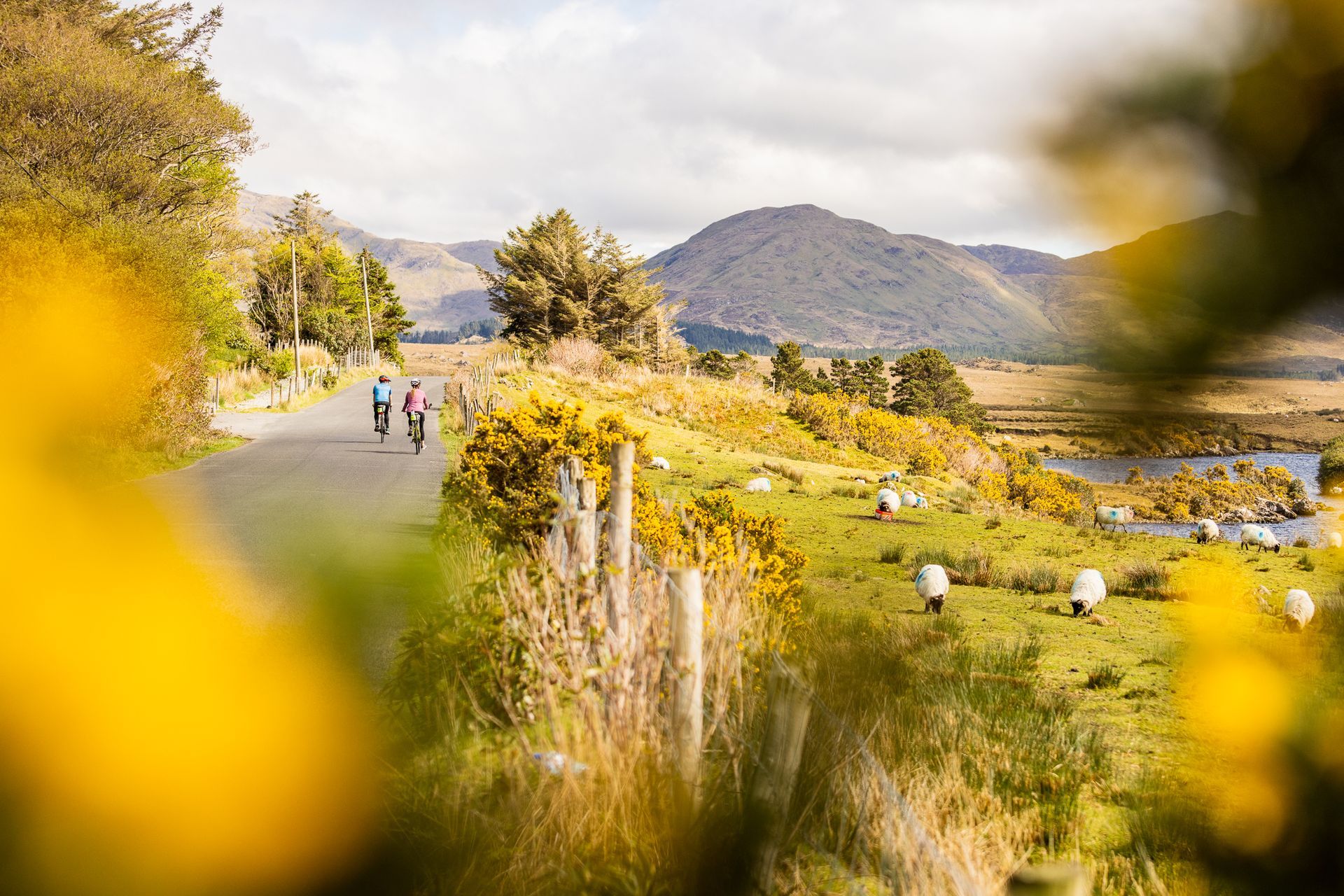 Lifestyle travel photography of cyclists and sheep framed by yellow flowers in  Ireland. For VBT Vacations by JAM Creative. 