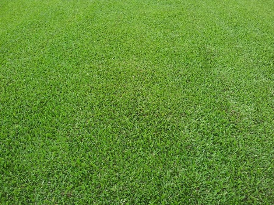 Green, Closely-Mown Lawn. Brightly Lit, Showing Individual Blades of Grass and Texture — Top Notch Turf in Rasmussen, QLD