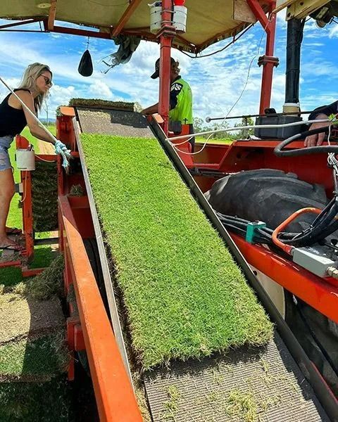 Woman and Worker on A Sod Harvesting Machine. Green Turf Travels on A Conveyor Belt — Top Notch Turf in Rasmussen, QLD
