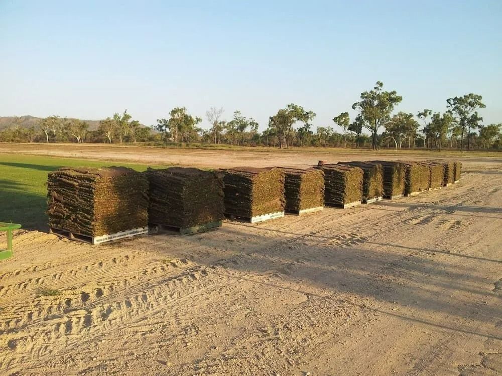 Stacks of Rectangular Turf Pallets on A Sandy Field, and Trees — Top Notch Turf in Rasmussen, QLD