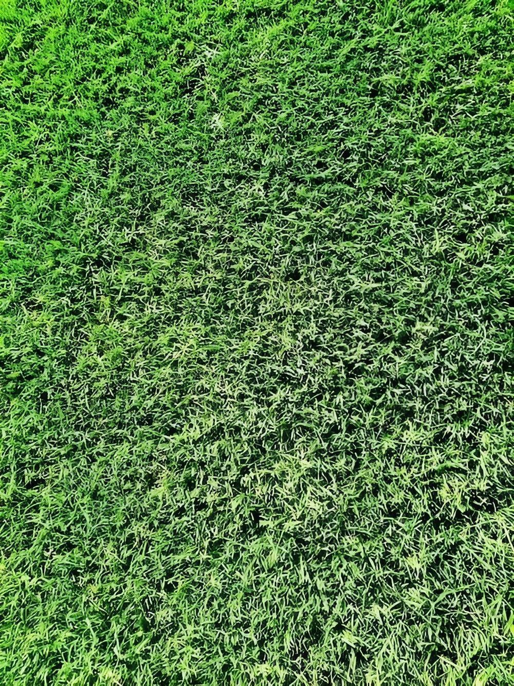 Lush, Green Grass Covers the Ground, with Varying Shades of Green Due to Sunlight — Top Notch Turf in Rasmussen, QLD