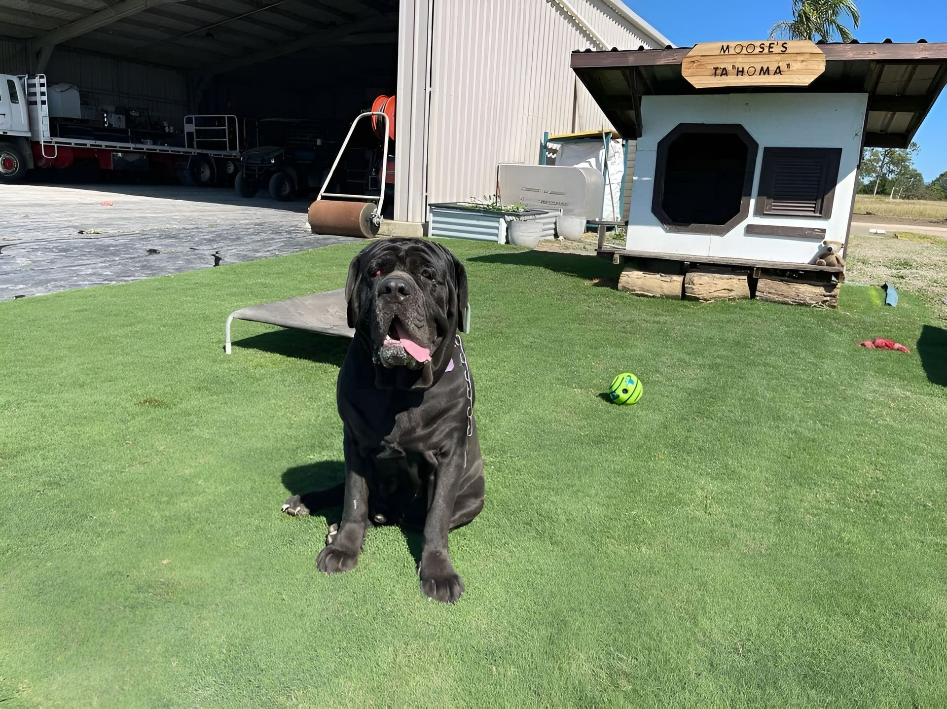 Large Black Dog Sits on Green Turf, Tongue Out, Near Doghouse and Ball — Top Notch Turf in Winton, QLD