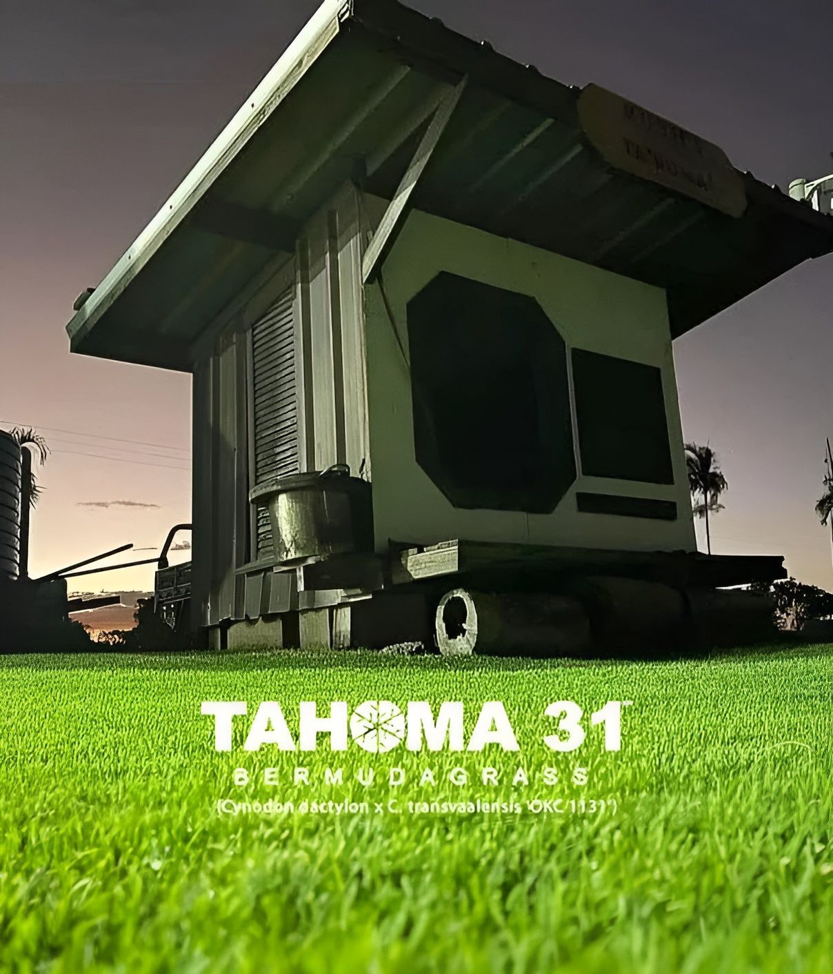 Small Building with Angled Roof on Green Grass, Tahoma 31 Text — Top Notch Turf in Clermont, QLD