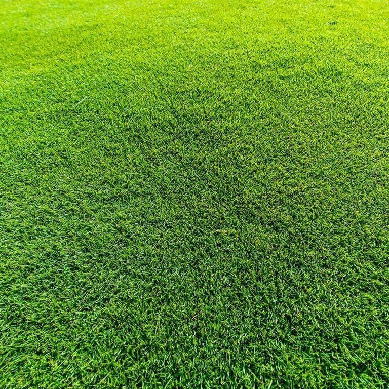 Green, Well-Manicured Lawn with Short Grass, Illuminated by Sunlight — Top Notch Turf in Rasmussen, QLD