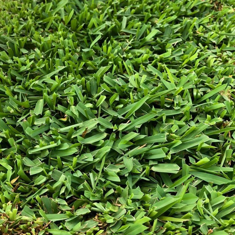 Close-Up of Bright Green Grass, Freshly Cut with Short Blades — Top Notch Turf in Rasmussen, QLD