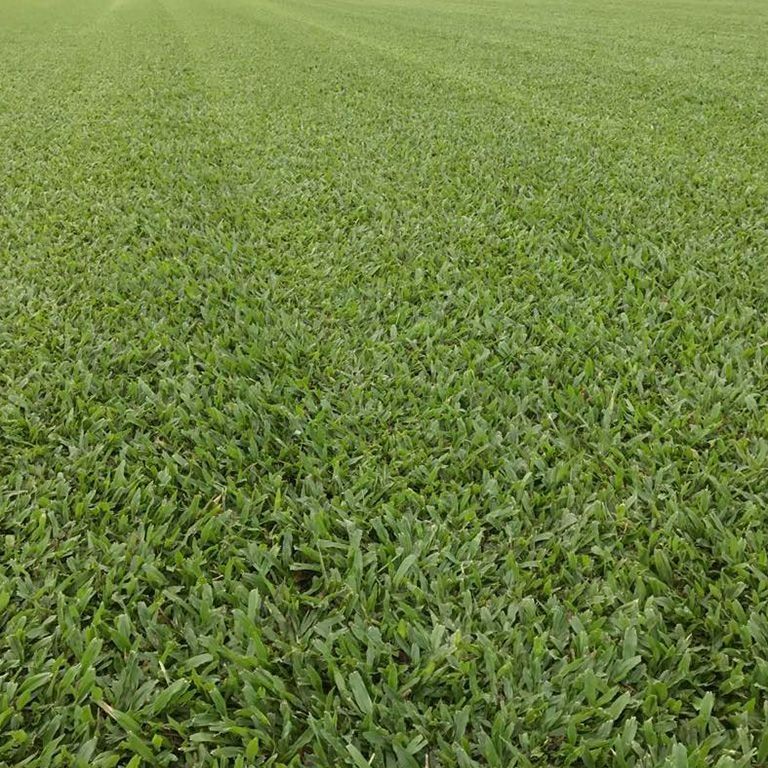Lush Green Lawn with Short, Thick Grass — Top Notch Turf in Rasmussen, QLD