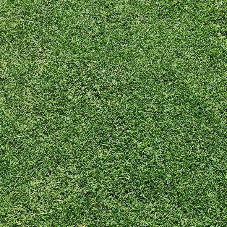 Green, Textured Lawn — Top Notch Turf in Rasmussen, QLD