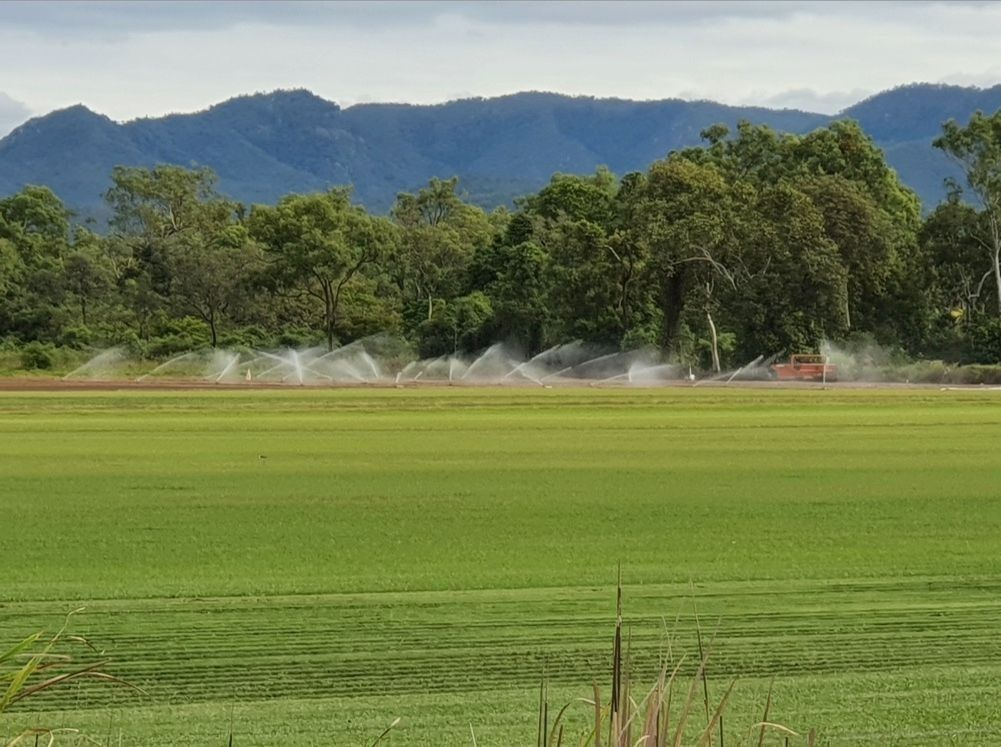 Field Being Irrigated with Sprinklers, Trees and Mountains in The Background — Top Notch Turf in Rasmussen, QLD
