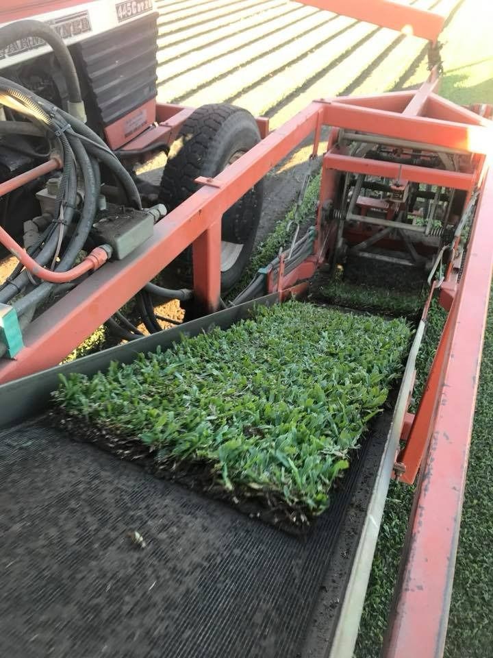 A Sod Harvesting Machine Cutting and Collecting Freshly Cut Squares of Turfgrass on A Farm — Top Notch Turf in Rasmussen, QLD
