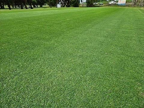 Lush Green Grass Field with Trees in The Background Under a Bright Sky — Top Notch Turf in Rasmussen, QLD