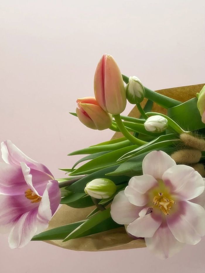 Tulipani rosa e bianchi con foglie verdi su sfondo beige