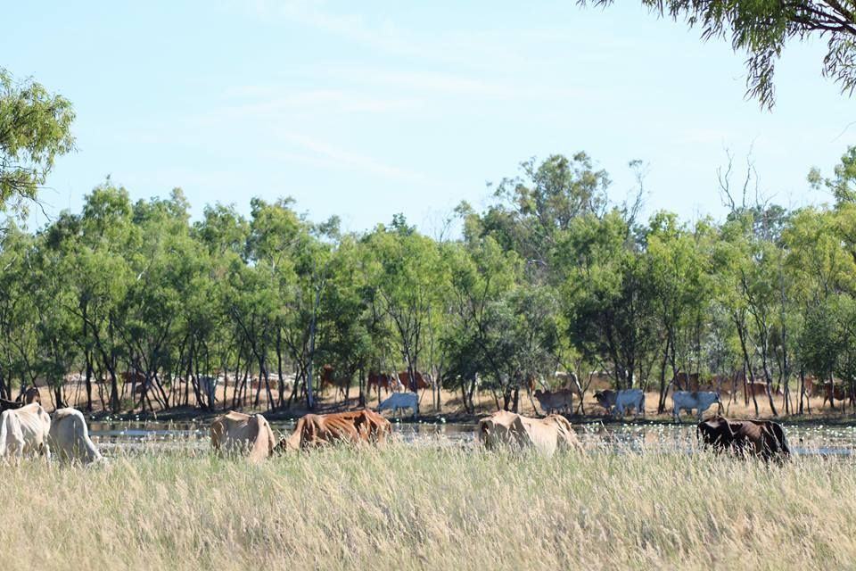 Cattle grazing in a grassy field with trees in the background