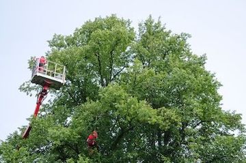 tree service company in cedar park tx