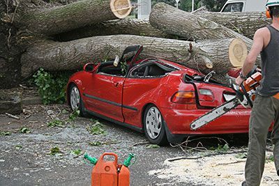 emergency tree removal