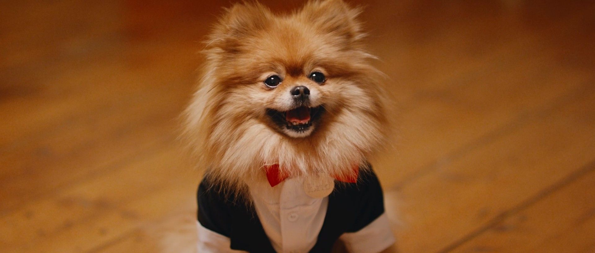 Eric Pomeranian film