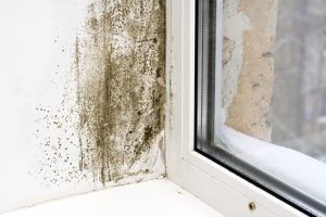 Mold and mildew stains on a white wall beside a window frame