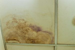 Stained ceiling tiles with brown water damage and mold stains