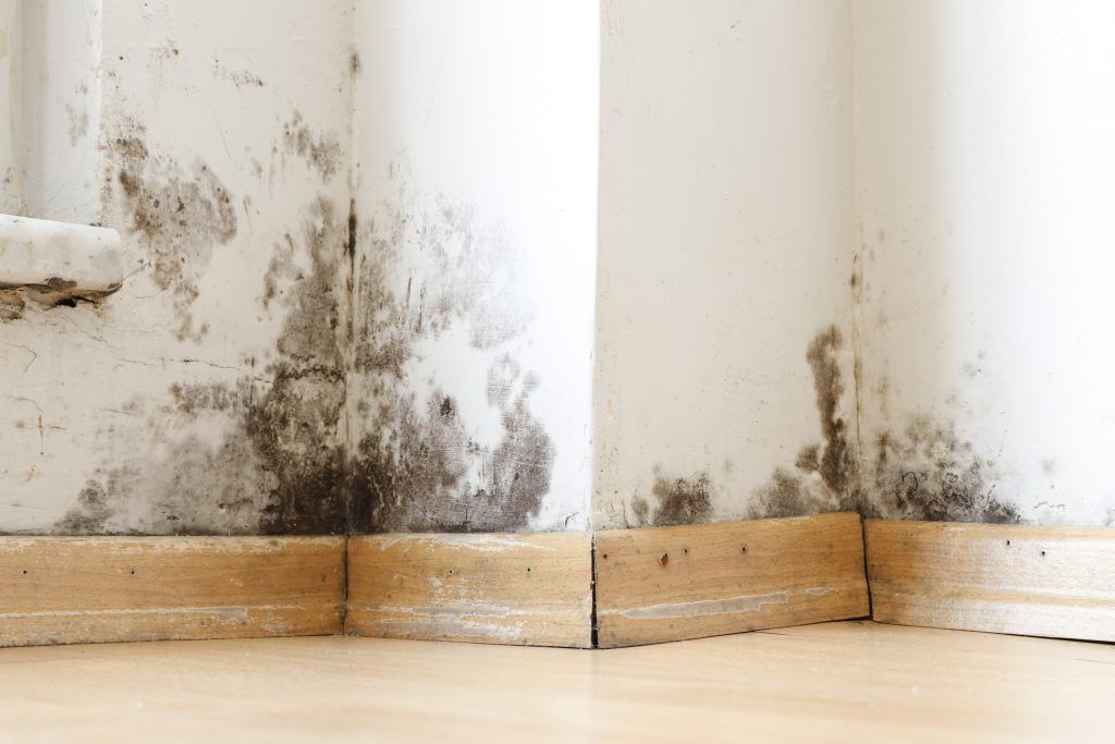 Mold and water damage on a white wall above wooden baseboards in a corner