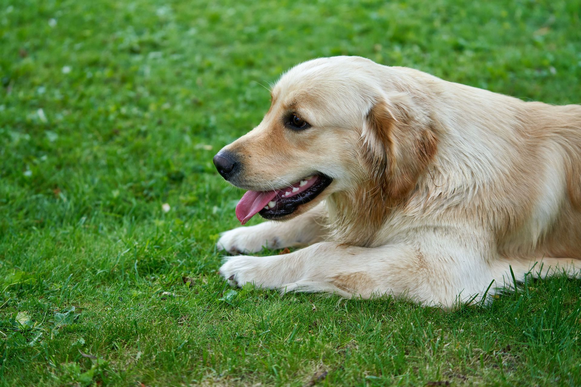 Golden retriever lying on grass with tongue out, facing left