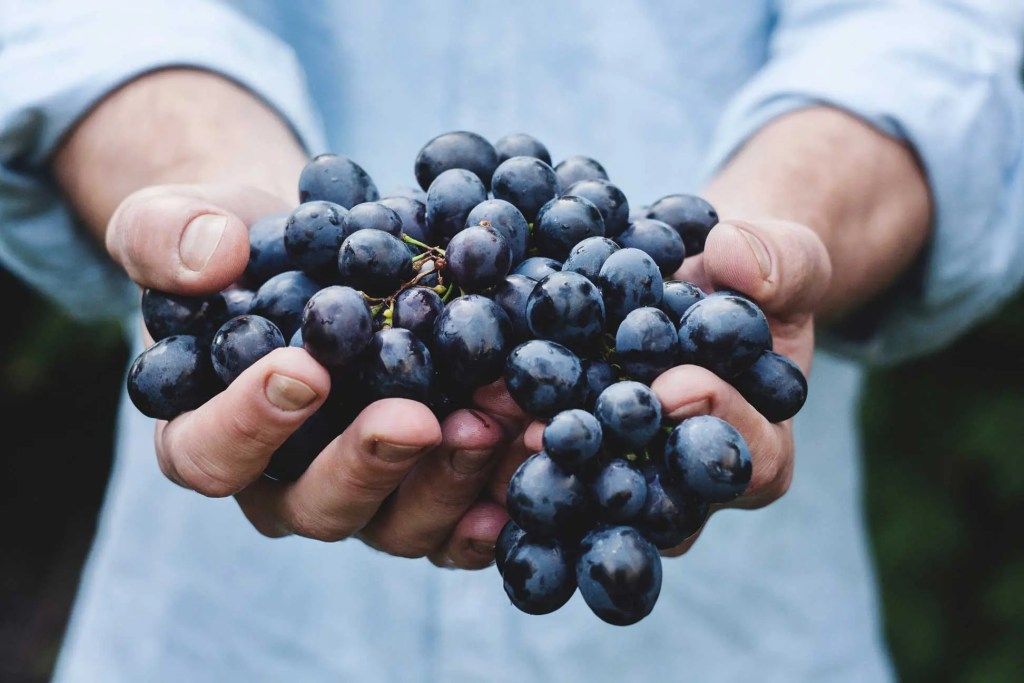 grapes produced by Cantine 600 Grotte