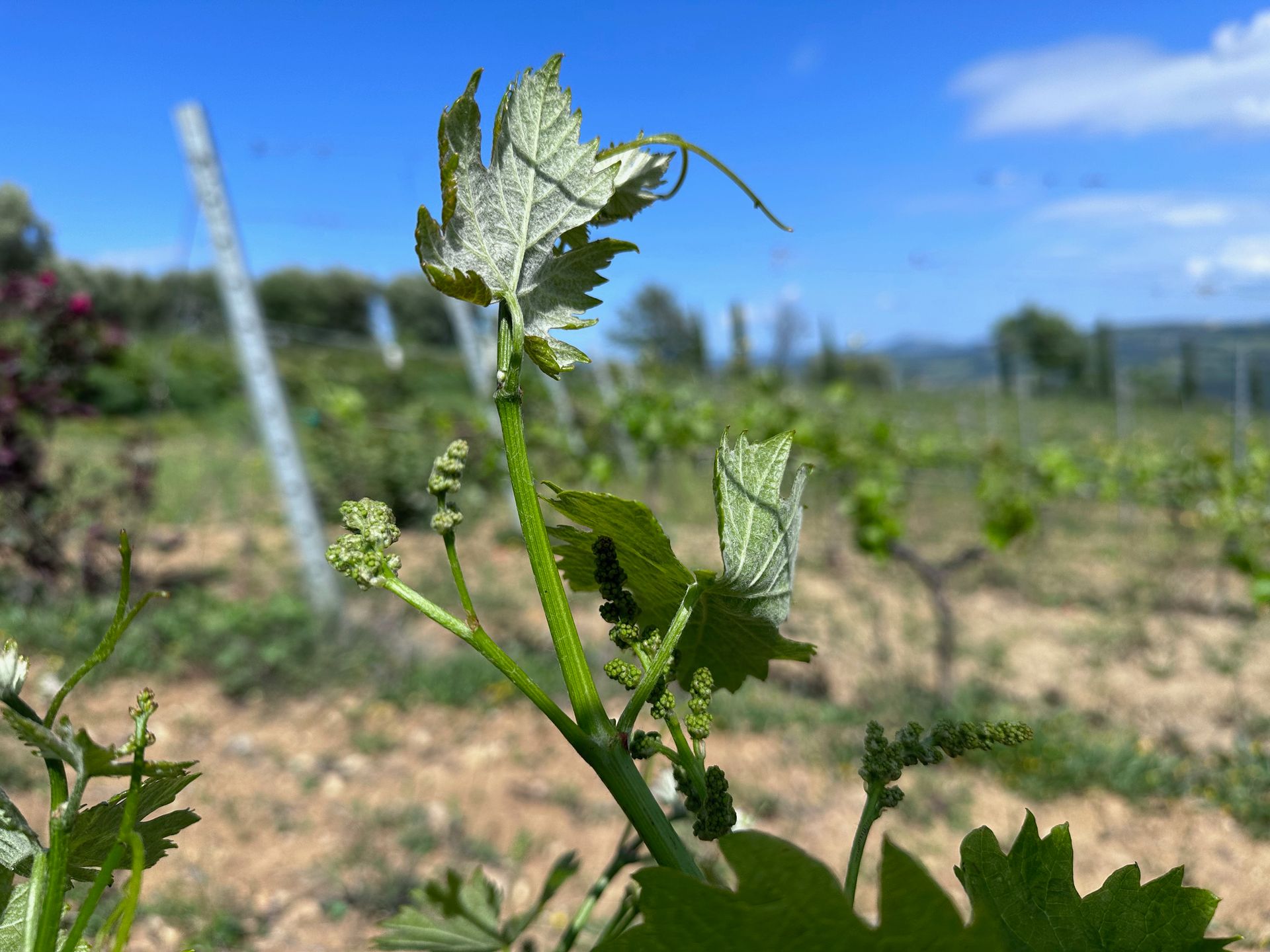 vineyard plants