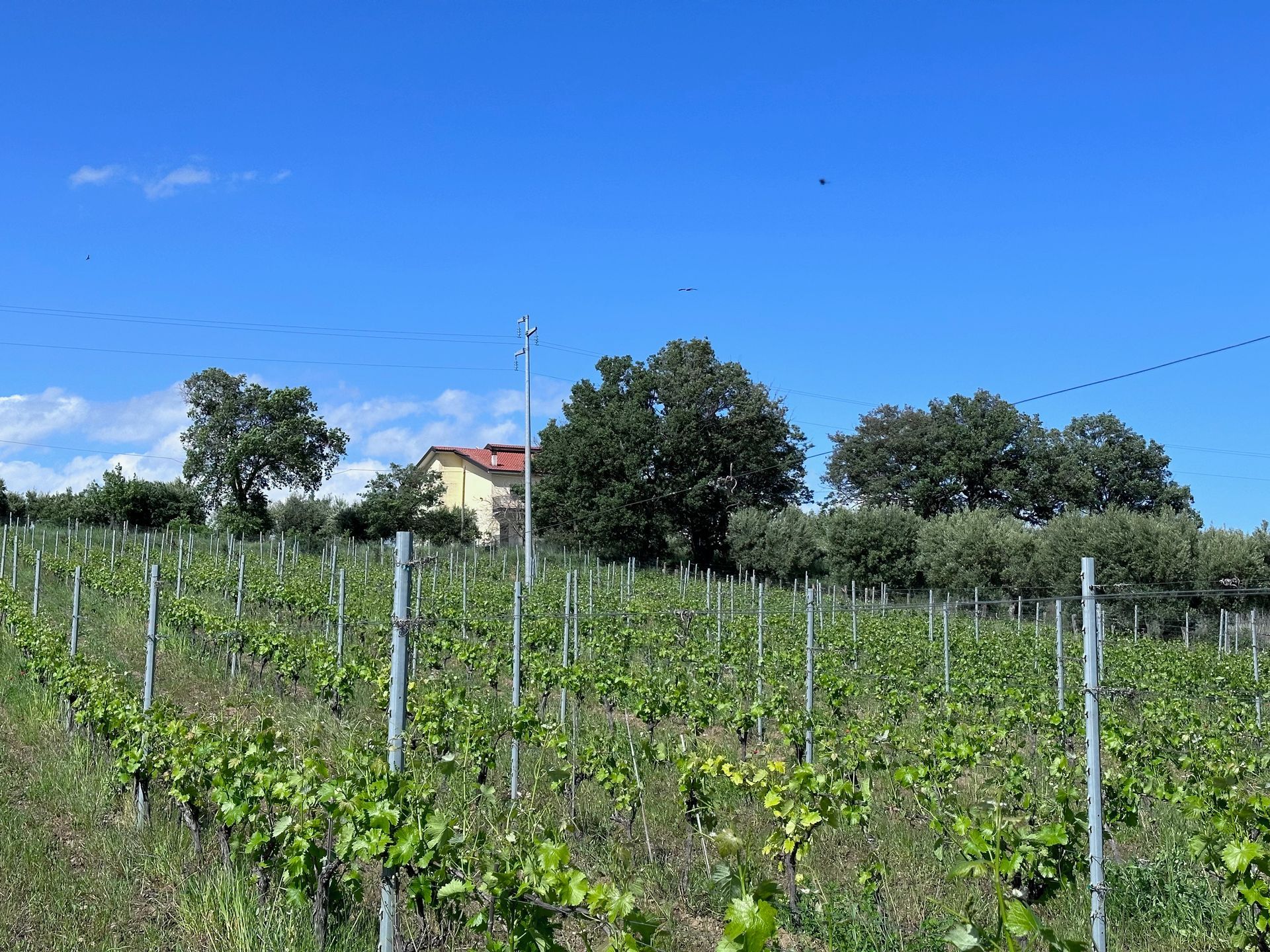 vineyard, Guarnaccino