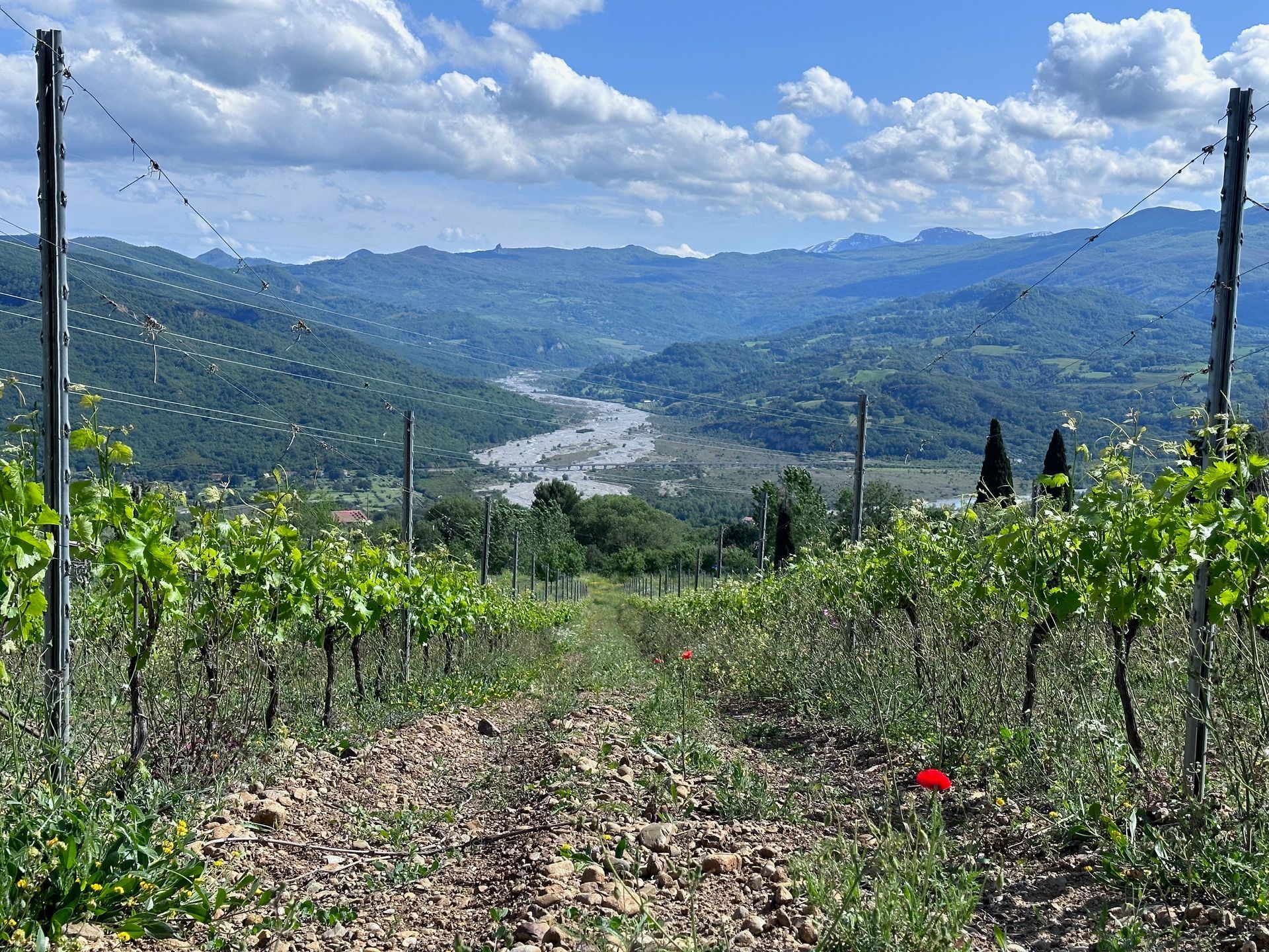 the vineyard