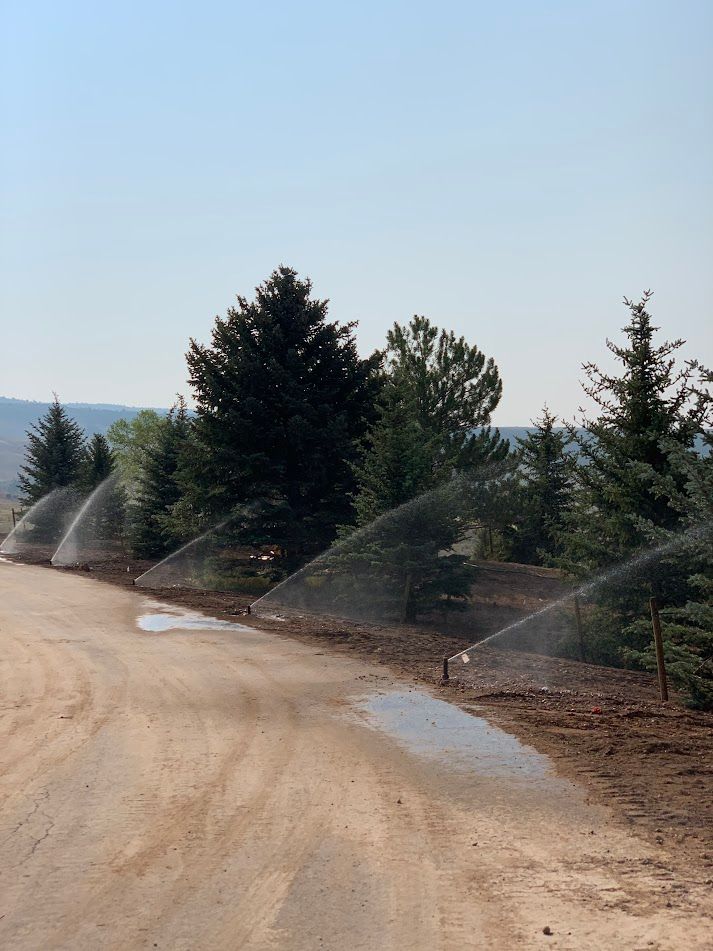 Sprinklers watering young trees along a dusty dirt road on a sunny day